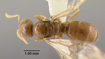 Media type: image;   Entomology 34759 Aspect: habitus dorsal